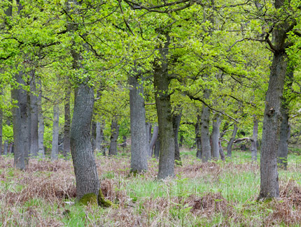 Foto: Diersfordter Wald