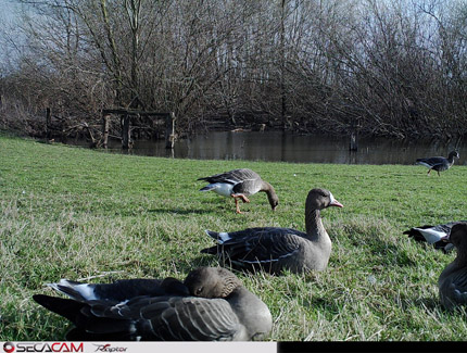 Foto: Wildkameraaufnahme Gänse