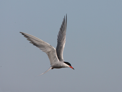 Foto: Fliegende Flussseeschwalbe