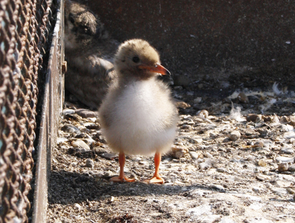 Foto: Küken der Flussseeschwalbe