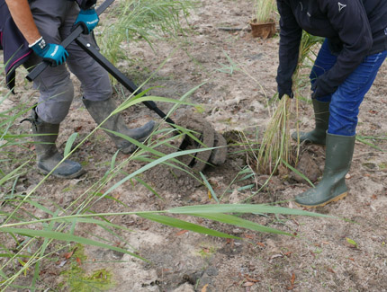 Pflanzung von Schilf